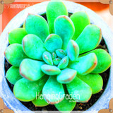 Sale!10pcs/Lot 99 Kinds to choose Lithops Seeds Succulents Seeds Pseudotruncatella Office Bonsai Flower Seeds,#89VY9I