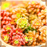 Sale!10pcs/Lot 99 Kinds to choose Lithops Seeds Succulents Seeds Pseudotruncatella Office Bonsai Flower Seeds,#89VY9I