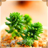 Sale!10pcs/Lot 99 Kinds to choose Lithops Seeds Succulents Seeds Pseudotruncatella Office Bonsai Flower Seeds,#89VY9I