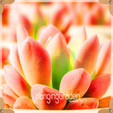Sale!10pcs/Lot 99 Kinds to choose Lithops Seeds Succulents Seeds Pseudotruncatella Office Bonsai Flower Seeds,#89VY9I