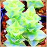 Sale!10pcs/Lot 99 Kinds to choose Lithops Seeds Succulents Seeds Pseudotruncatella Office Bonsai Flower Seeds,#89VY9I