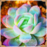 Sale!10pcs/Lot 99 Kinds to choose Lithops Seeds Succulents Seeds Pseudotruncatella Office Bonsai Flower Seeds,#89VY9I