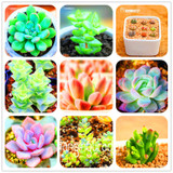 Sale!10pcs/Lot 99 Kinds to choose Lithops Seeds Succulents Seeds Pseudotruncatella Office Bonsai Flower Seeds,#89VY9I
