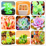 Sale!10pcs/Lot 99 Kinds to choose Lithops Seeds Succulents Seeds Pseudotruncatella Office Bonsai Flower Seeds,#89VY9I