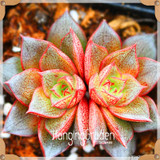 Sale!10pcs/Lot 99 Kinds to choose Lithops Seeds Succulents Seeds Pseudotruncatella Office Bonsai Flower Seeds,#89VY9I