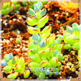 Sale!10pcs/Lot 99 Kinds to choose Lithops Seeds Succulents Seeds Pseudotruncatella Office Bonsai Flower Seeds,#89VY9I