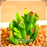 Sale!10pcs/Lot 99 Kinds to choose Lithops Seeds Succulents Seeds Pseudotruncatella Office Bonsai Flower Seeds,#89VY9I