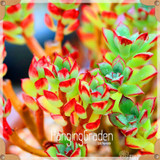 Sale!10pcs/Lot 99 Kinds to choose Lithops Seeds Succulents Seeds Pseudotruncatella Office Bonsai Flower Seeds,#89VY9I