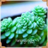 Sale!10pcs/Lot 99 Kinds to choose Lithops Seeds Succulents Seeds Pseudotruncatella Office Bonsai Flower Seeds,#89VY9I