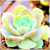 Sale!10pcs/Lot 99 Kinds to choose Lithops Seeds Succulents Seeds Pseudotruncatella Office Bonsai Flower Seeds,#89VY9I
