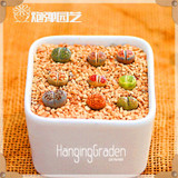 Sale!10pcs/Lot 99 Kinds to choose Lithops Seeds Succulents Seeds Pseudotruncatella Office Bonsai Flower Seeds,#89VY9I