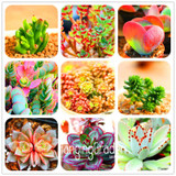 Sale!10pcs/Lot 99 Kinds to choose Lithops Seeds Succulents Seeds Pseudotruncatella Office Bonsai Flower Seeds,#89VY9I