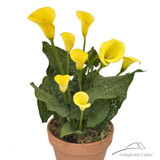 Sale! Calla Lily Seed Imported From Holland,Calla Lily Seedlings -Rare Plants Flowers Home Gardening DIY Garden Supplies 100PCS