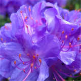 Sale !100pcs / bag Rhododendron seeds Azalea biji potted seed flower seed variety complete plant bonsai for garden Free Shipping