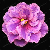Saintpaulia Ionantha Seeds Beautiful plant Bonsai Flower Seed African Violet Seeds DIY Home Garden Plants 100 PCS
