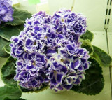 Saintpaulia Ionantha Seeds Beautiful plant Bonsai Flower Seed African Violet Seeds DIY Home Garden Plants 100 PCS