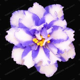 Saintpaulia Ionantha Seeds Beautiful plant Bonsai Flower Seed African Violet Seeds DIY Home Garden Plants 100 PCS