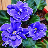 Saintpaulia Ionantha Seeds Beautiful plant Bonsai Flower Seed African Violet Seeds DIY Home Garden Plants 100 PCS