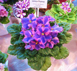 Saintpaulia Ionantha Seeds Beautiful plant Bonsai Flower Seed African Violet Seeds DIY Home Garden Plants 100 PCS