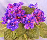 Saintpaulia Ionantha Seeds Beautiful plant Bonsai Flower Seed African Violet Seeds DIY Home Garden Plants 100 PCS