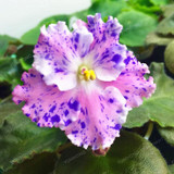 Saintpaulia Ionantha Seeds Beautiful plant Bonsai Flower Seed African Violet Seeds DIY Home Garden Plants 100 PCS