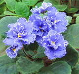 Saintpaulia Ionantha Seeds Beautiful plant Bonsai Flower Seed African Violet Seeds DIY Home Garden Plants 100 PCS