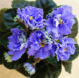 Saintpaulia Ionantha Seeds Beautiful plant Bonsai Flower Seed African Violet Seeds DIY Home Garden Plants 100 PCS