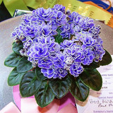 Saintpaulia Ionantha Seeds Beautiful plant Bonsai Flower Seed African Violet Seeds DIY Home Garden Plants 100 PCS
