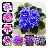 Saintpaulia Ionantha Seeds Beautiful plant Bonsai Flower Seed African Violet Seeds DIY Home Garden Plants 100 PCS