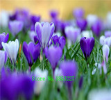 Saffron seeds, free shipping cheap Saffron seeds, Saffron potted seed, Bonsai balcony flower - 100 pcs/bag
