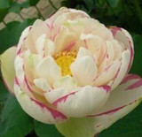 8 pcs / bag ,Lotus seeds , flower seeds, DIY potted plants, indoor / outdoor pot seed germination rate of 95% mixed colors