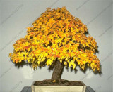 Norway Maple Tree Seeds(ACER platanoides)Rare Maple Seeds Outdoor plant bonsai tree seed Orange to golden yellow in Autumn 5pcs