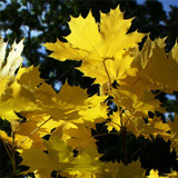 Norway Maple Tree Seeds(ACER platanoides)Rare Maple Seeds Outdoor plant bonsai tree seed Orange to golden yellow in Autumn 5pcs