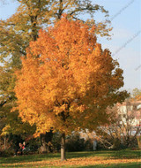 Norway Maple Tree Seeds(ACER platanoides)Rare Maple Seeds Outdoor plant bonsai tree seed Orange to golden yellow in Autumn 5pcs