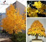 Norway Maple Tree Seeds(ACER platanoides)Rare Maple Seeds Outdoor plant bonsai tree seed Orange to golden yellow in Autumn 5pcs