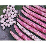 Rainbow bean seeds 5seeds base dedicated to organic vegetable seeds