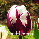 Big Sale, 10 PCS/bag bonsai seeds, high-grade plant tulip seeds, 19 flower seed variety selection,#N67AAE
