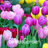 Big Sale, 10 PCS/bag bonsai seeds, high-grade plant tulip seeds, 19 flower seed variety selection,#N67AAE