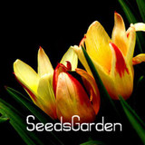 Big Sale, 10 PCS/bag bonsai seeds, high-grade plant tulip seeds, 19 flower seed variety selection,#N67AAE