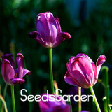 Big Sale, 10 PCS/bag bonsai seeds, high-grade plant tulip seeds, 19 flower seed variety selection,#N67AAE