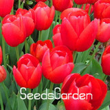 Big Sale, 10 PCS/bag bonsai seeds, high-grade plant tulip seeds, 19 flower seed variety selection,#N67AAE