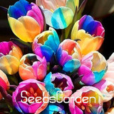 Big Sale, 10 PCS/bag bonsai seeds, high-grade plant tulip seeds, 19 flower seed variety selection,#N67AAE