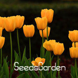 Big Sale, 10 PCS/bag bonsai seeds, high-grade plant tulip seeds, 19 flower seed variety selection,#N67AAE