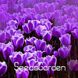 Big Sale, 10 PCS/bag bonsai seeds, high-grade plant tulip seeds, 19 flower seed variety selection,#N67AAE