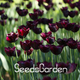 Big Sale, 10 PCS/bag bonsai seeds, high-grade plant tulip seeds, 19 flower seed variety selection,#N67AAE