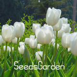 Big Sale, 10 PCS/bag bonsai seeds, high-grade plant tulip seeds, 19 flower seed variety selection,#N67AAE