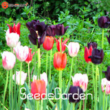 Big Sale, 10 PCS/bag bonsai seeds, high-grade plant tulip seeds, 19 flower seed variety selection,#N67AAE