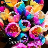 Big Sale, 10 PCS/bag bonsai seeds, high-grade plant tulip seeds, 19 flower seed variety selection,#N67AAE