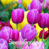 Big Sale, 10 PCS/bag bonsai seeds, high-grade plant tulip seeds, 19 flower seed variety selection,#N67AAE