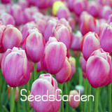 Big Sale, 10 PCS/bag bonsai seeds, high-grade plant tulip seeds, 19 flower seed variety selection,#N67AAE